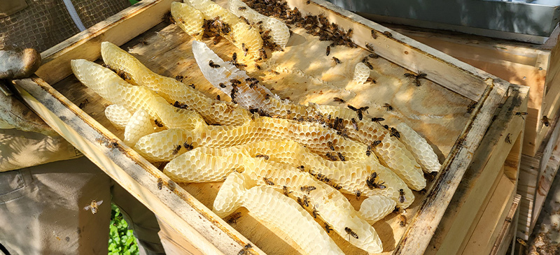 Bienenwachs, alles was du als Imker Wissen musst