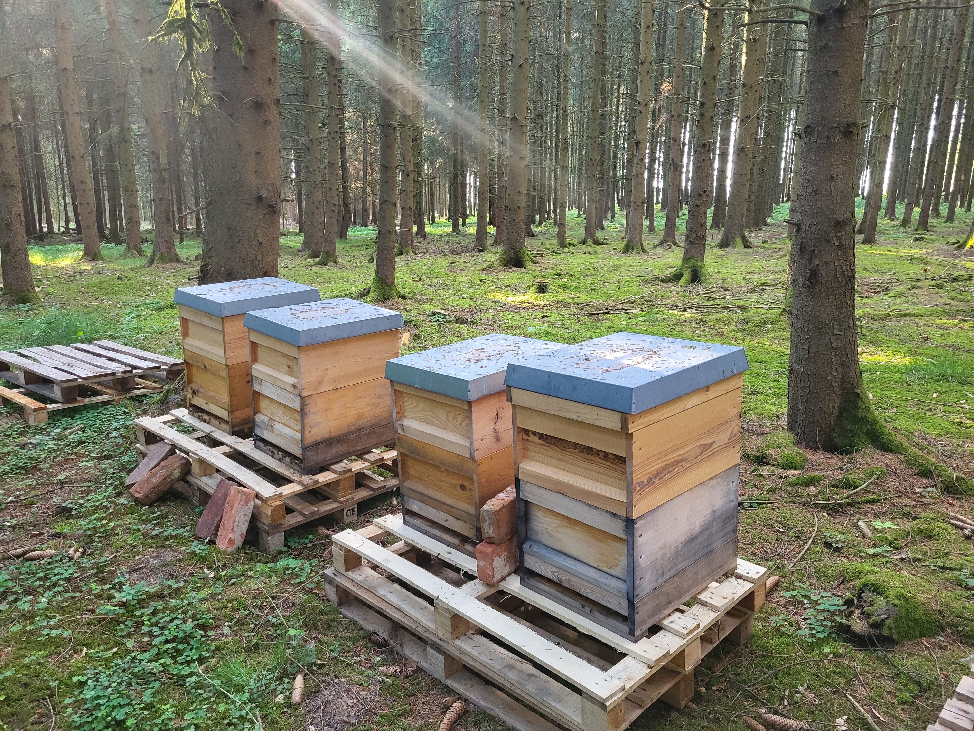 Honig Bilddruck 2 test